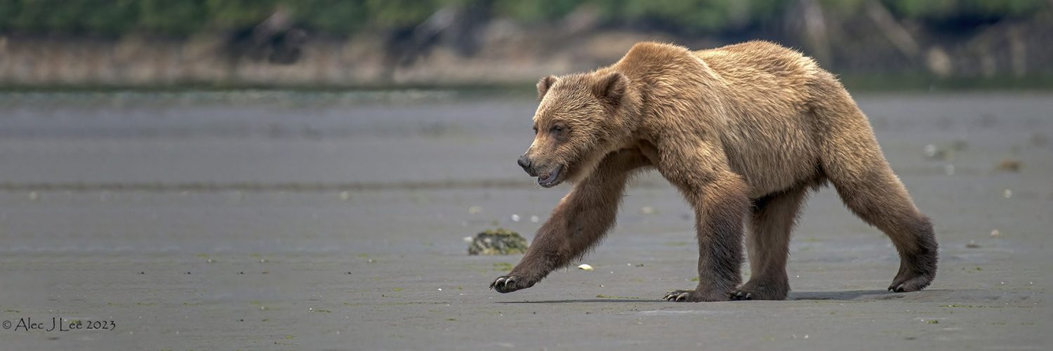 Grizzly Bear - the Khutzeymateen
