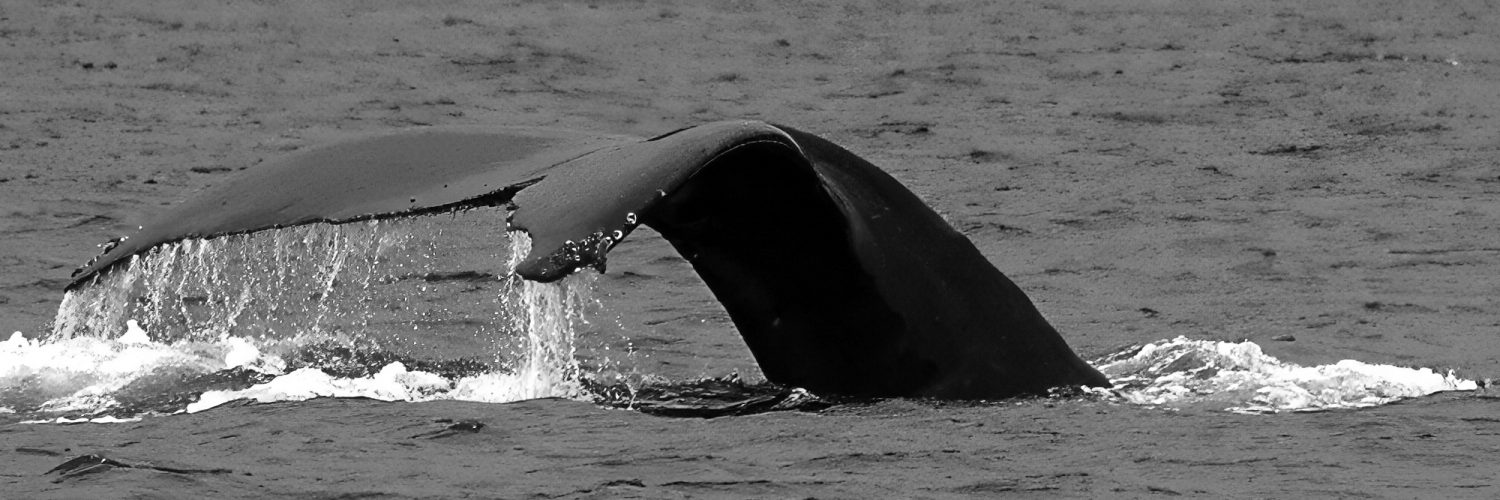 Photograph by Bob Ianson