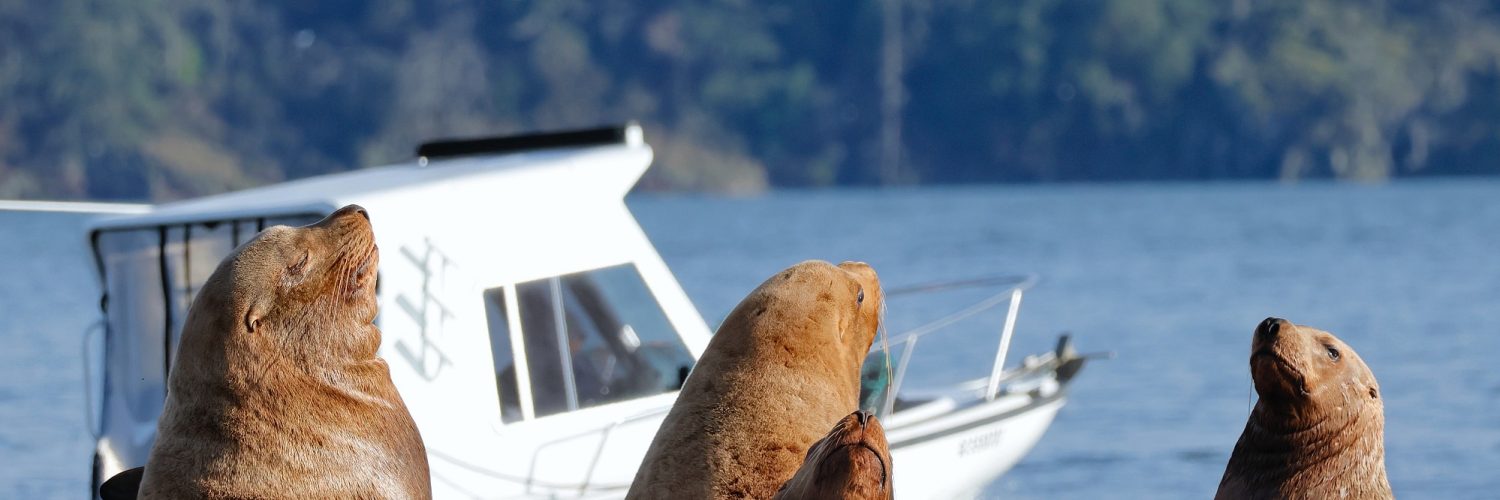Sea Lions at Cowichan Bay by Anke Weber
