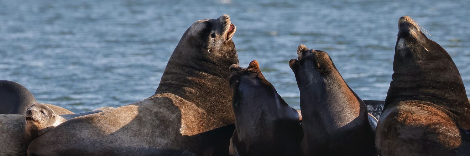 Sea Lions at Cowichan Bay, BC