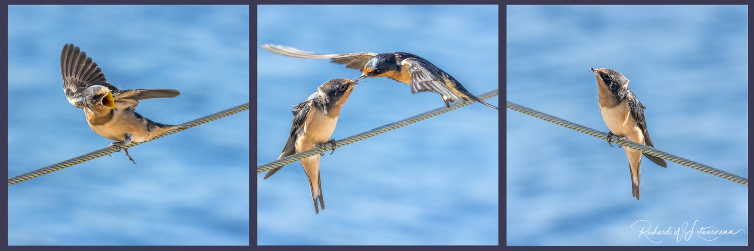 Triptych Barn Swallows